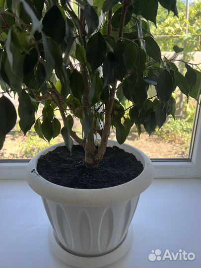 Фикус бенджамина