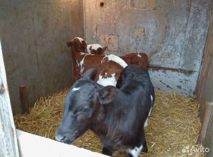 Бычки и телята