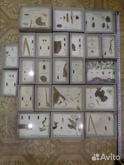 Набор коллекций членистоногих РСФСР