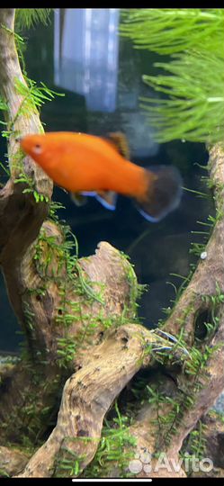 Гуппи, пецилии