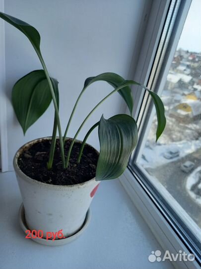 Цветы домашние