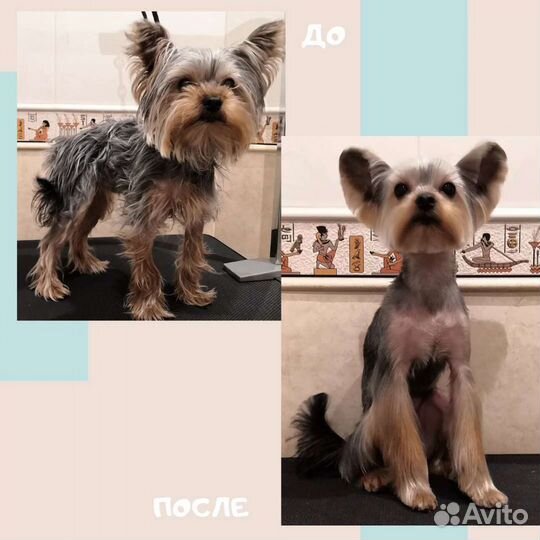 Стрижка собак, центр Сормова