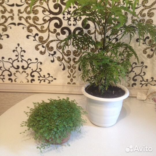 Комнатные цветы (огромный выбор)