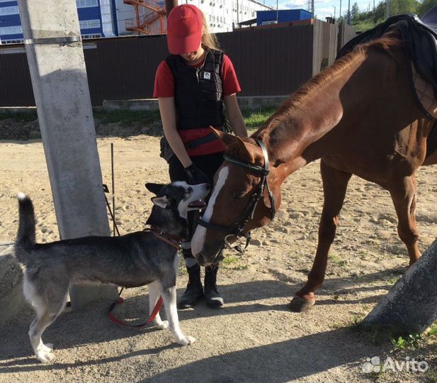 Кинолог, Дрессировка собак, Передержка собак