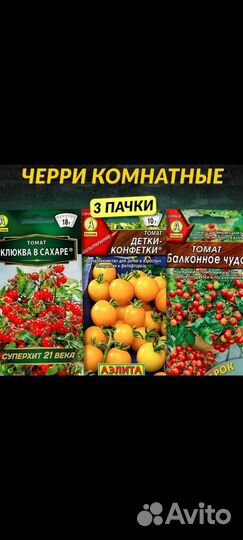 Томат комнатный рассада