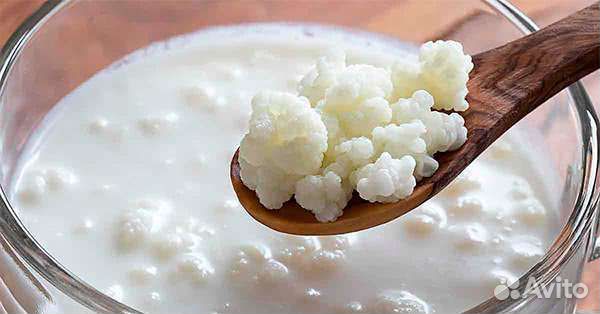 Кефирный гриб