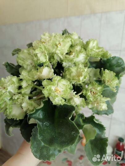 Сортовые фиалки