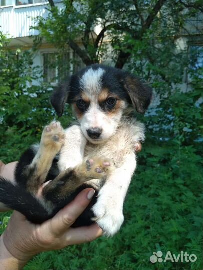 Маленькая собака в добрые руки