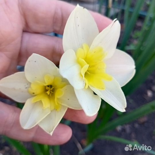 Нарциссы луковицы и на срезку