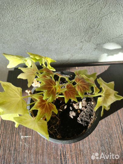 Пеларгония герань сортовая