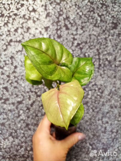 Сингониумы, сцендапсусы