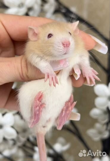 Крысы дамбо, крысята, крыса. Питомник