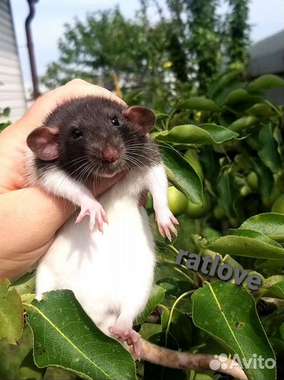 Крысята мальчики