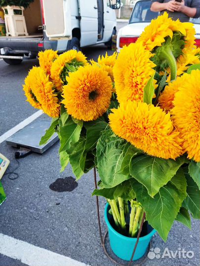 Декоративный подсолнух мидвежата