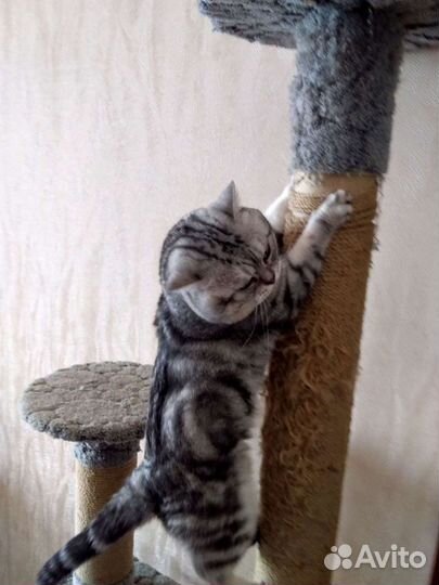 Вязка с породистым британцем с хорошей родословной