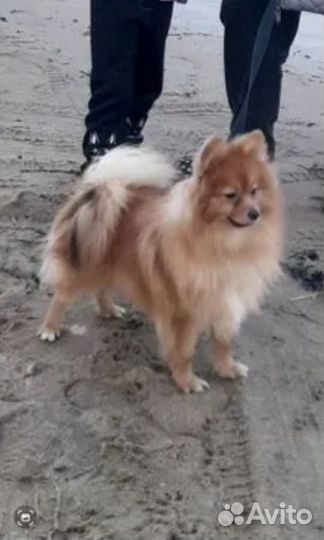 Продаю шпица