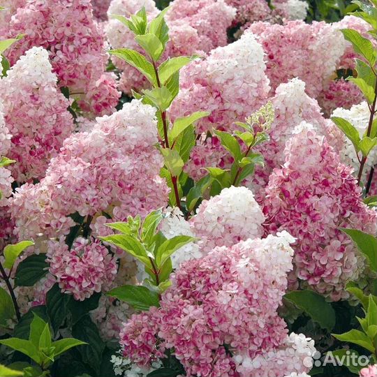 Гортензии метельчатые