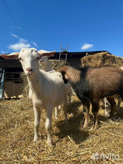 Коза альпийская нубийская
