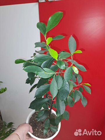 Фикусы- Мокламе и другие