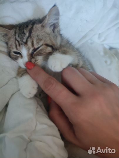 Котенок (мальчик) в добрые руки