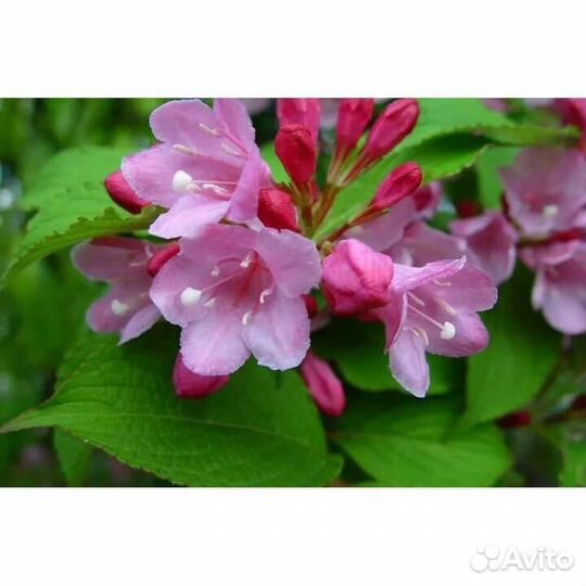 Растения для сада. Часть 1