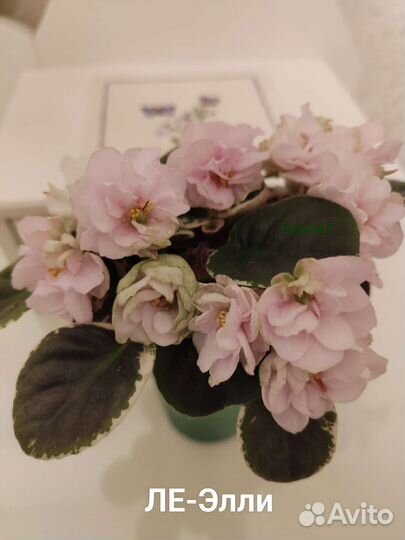 Фиалки мини, полумини(детки, стартёры, цветущие)