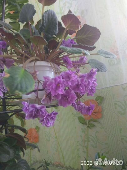 Сортовые фиалки