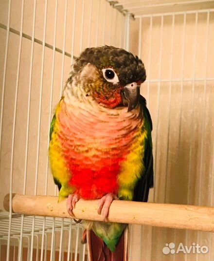 Попугай пиррура птенцы