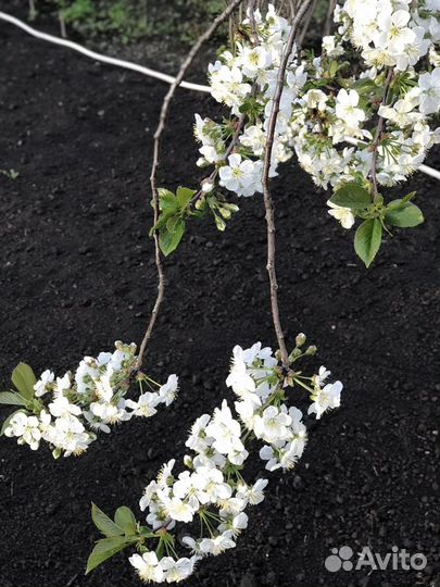 Навоз перегной Урожайность гарантирован