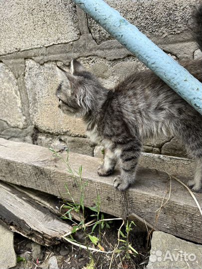 Котенок девочка