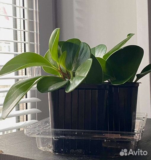 Пиперония бесплатно