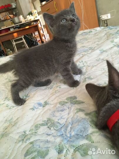 Британские котята