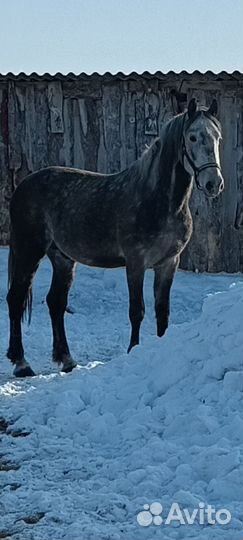 Жеребец Орловский рысак