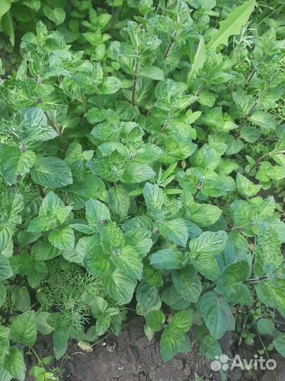 Зелень петрушка лук