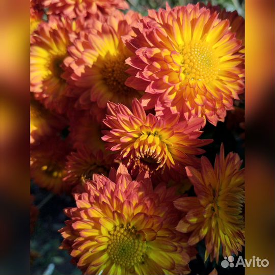 Хризантемы многолетние, цветы очень яркие