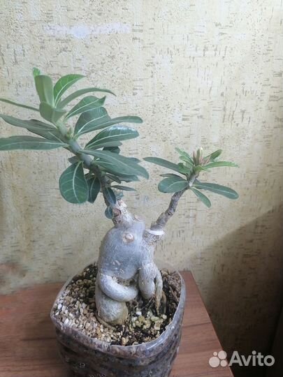 Адениум мульти прививка