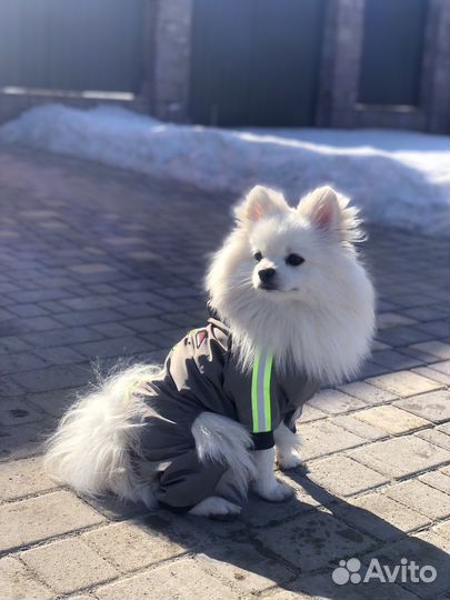 Померанский шпиц вязка