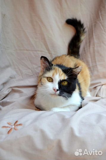 Кошка ищет дом