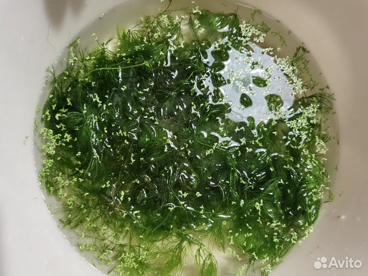 Роголистник