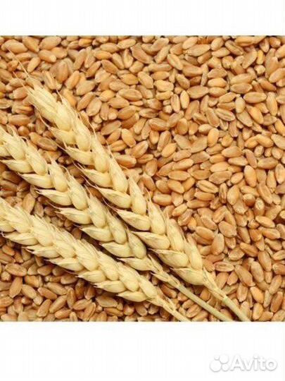Пшеница