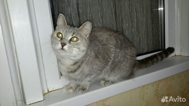 Благородная кисуля