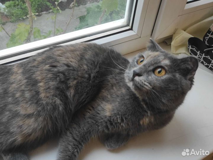 Кошечка в добрые руки бесплатно