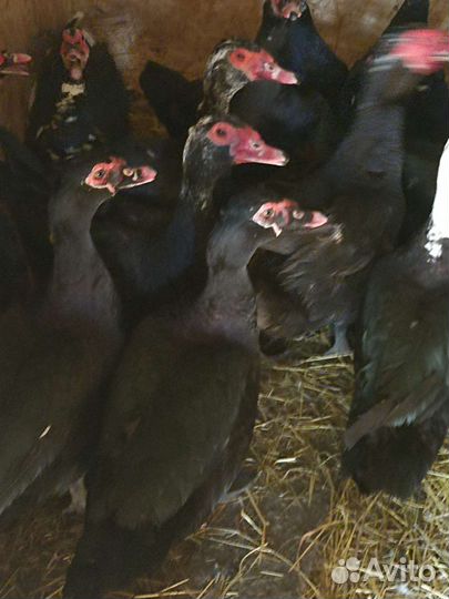 Мускусные утки