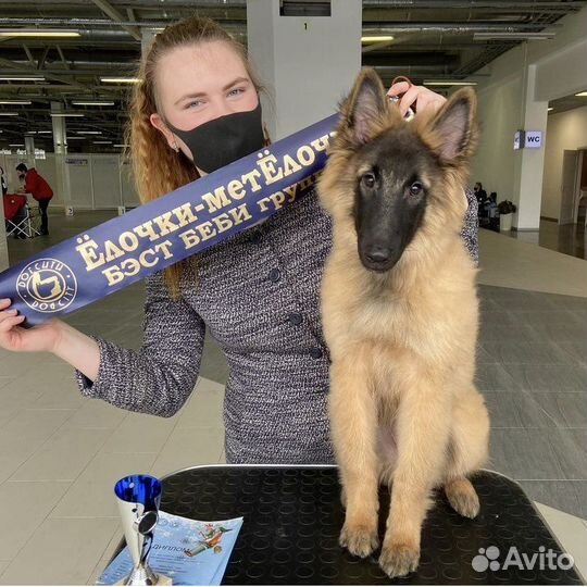 Хендлер / подготовка и показ собак на выставках