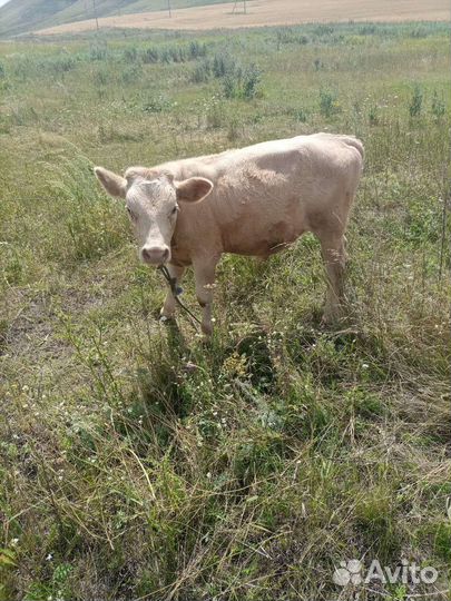 Келенок 6 мес