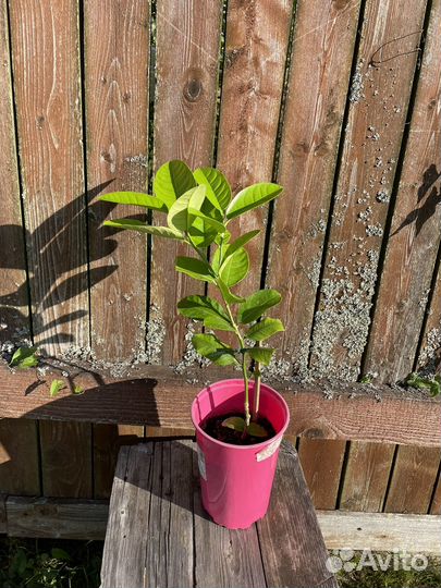 Апельсин (плодоносящее цитрусовое дерево)