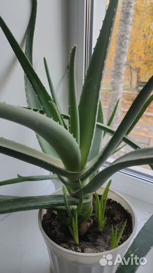 Алоэ лечебный