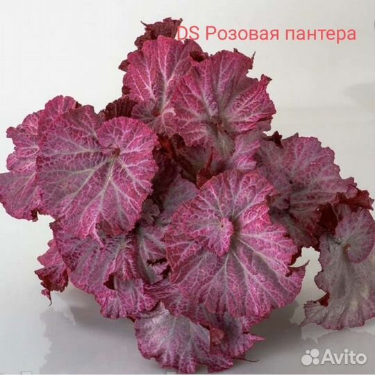 Бегонии: детки и стартеры