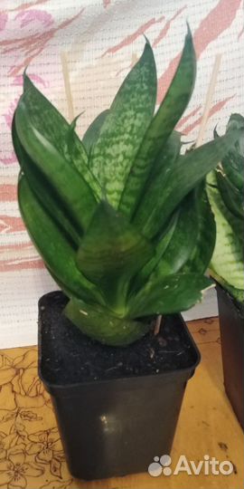 Комнатные цветы сансевиерии Хана / Ханни