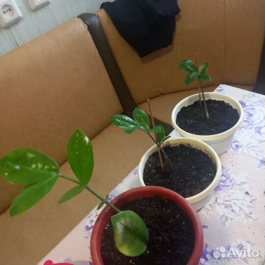 Замиокулькас